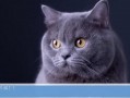 热点爆料蓝猫视频,揭秘网络热点背后的故事