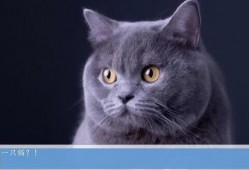 热点爆料蓝猫视频,揭秘网络热点背后的故事